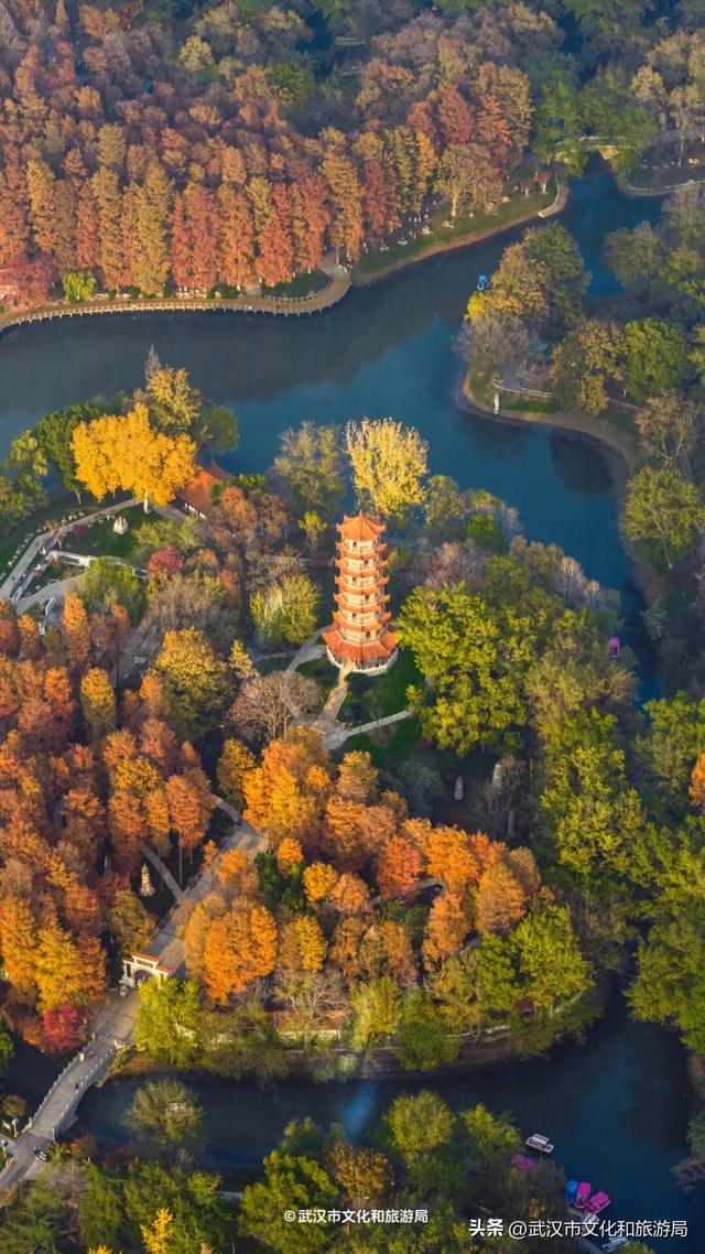 本周，武汉彩叶杀疯了！