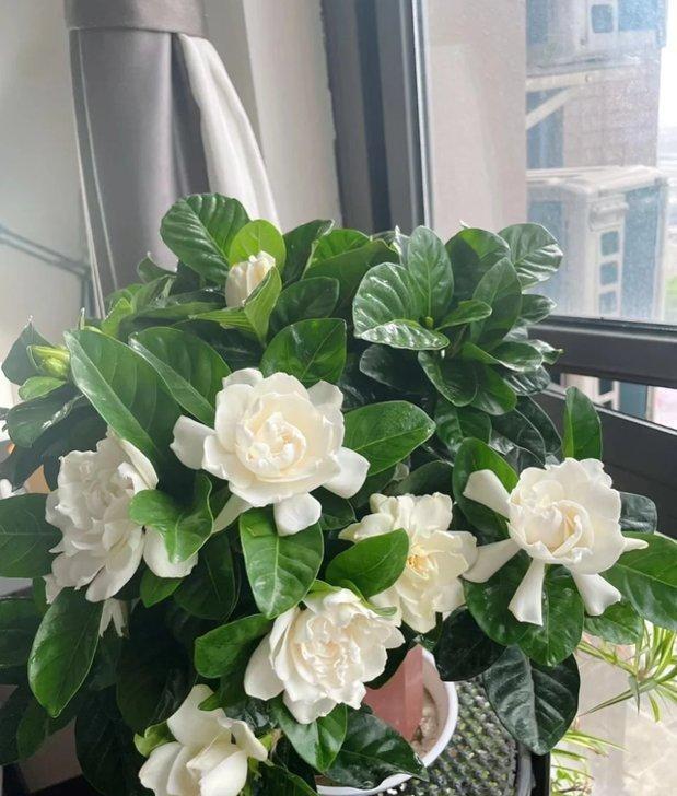 “阴花不能进阳宅”，家里若有这5种花，请赶紧“搬出去”！