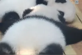 可爱！熊猫屁屁上赏月什么体验图片