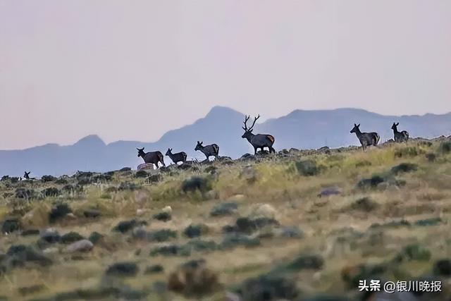 银川这五年丨文旅蝶变万象新