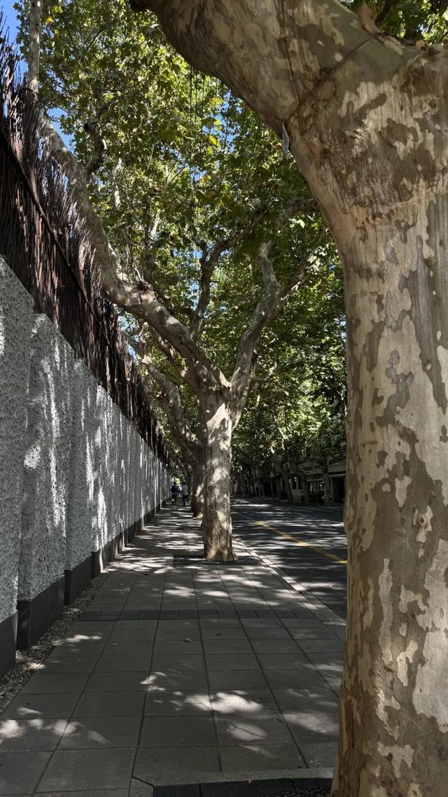 叮！你有一份上海秋日漫步地图待解锁→