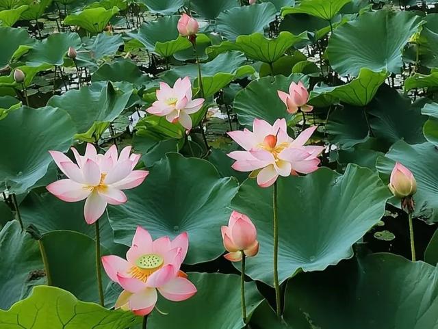 关于春夏秋冬的古诗词，邀君共赏，四季美景，诗意盎然～