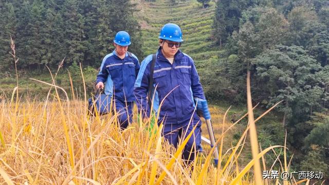 龙脊不“剪”秋，梯田收割正当时快来体验~