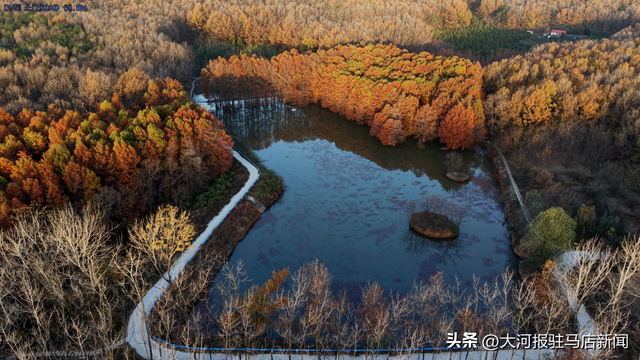河南确山：赏多彩水杉 享冬日浪漫
