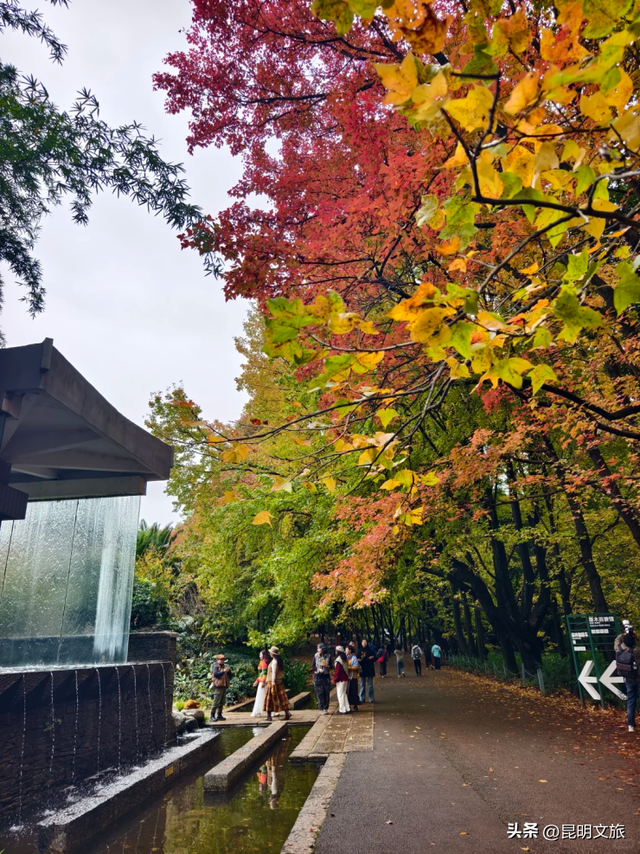 初冬出片C位！昆明这个地方必须榜上有名，周末抓紧冲~