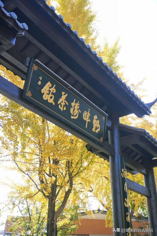 速报！这个地方银杏浓度达100%，赏芦苇、砍甘蔗，遛娃惊喜超多！