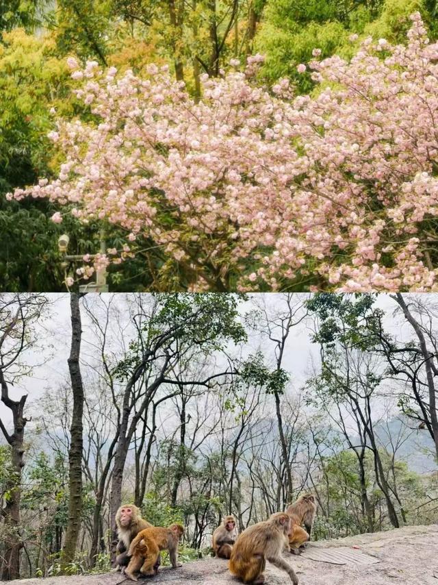 花已开，等你来！贵阳贵安2026赏花地图浪漫上线→