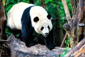 中国十大一级保护动物图片