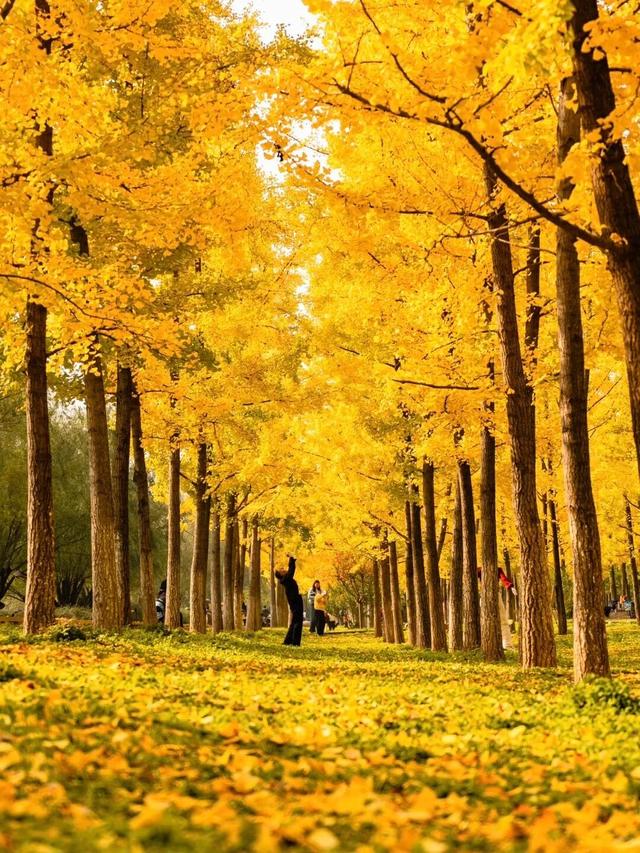 西安周末好去处——初冬8处宝藏公园免费又好玩！