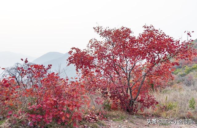 黄栌，被称为“皇帝树”，是它撑起香山红叶的美，秋天的颜值担当