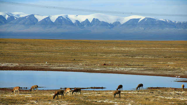 95后小伙带4万块钱辞职骑行，打算穷游中国，结果在可可西里失联
