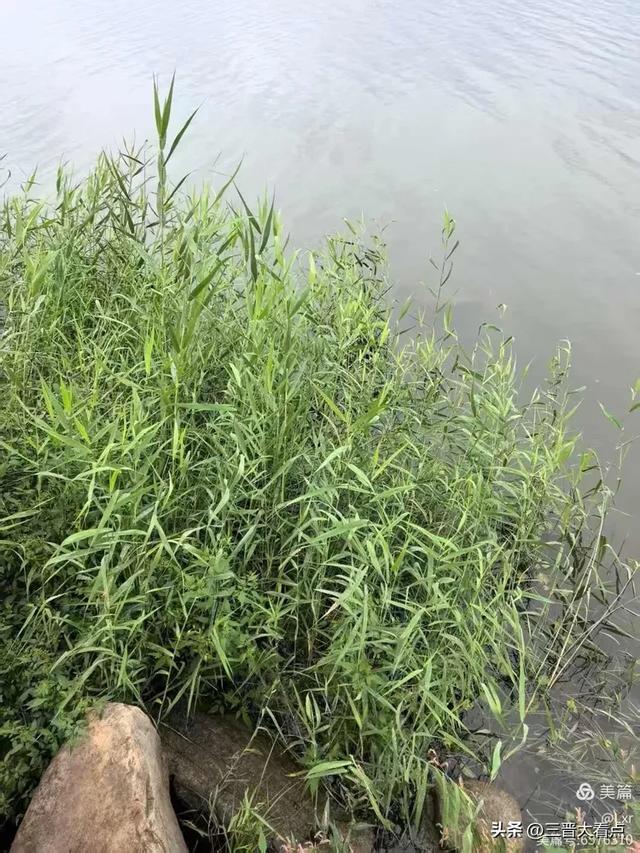 秋雨绵绵漳泽湖