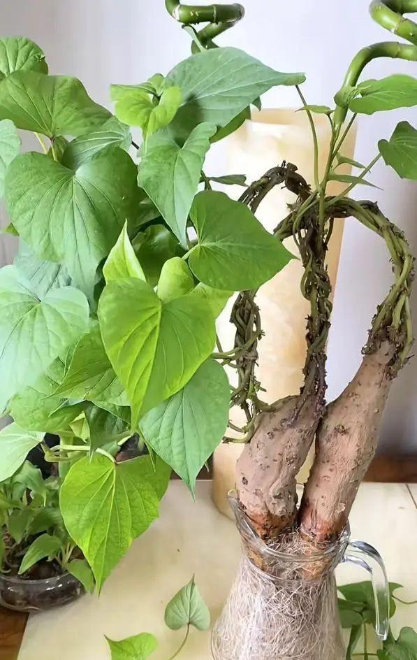 陕西一男子，晒“客厅红薯瀑布”走红，网友：我以为是塑料装饰品