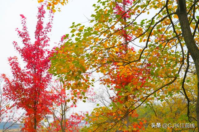 河南淮滨：重阳节里秋景美如画
