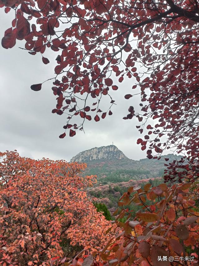 无为在歧路，济南红叶谷