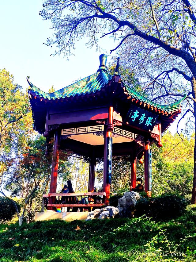 中山公园的菊花