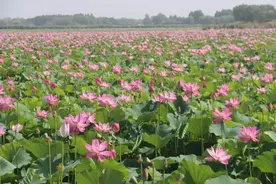 暑假去济宁 | 太白湖景区荷花盛开，盛夏的浪漫等你来邂逅！图片