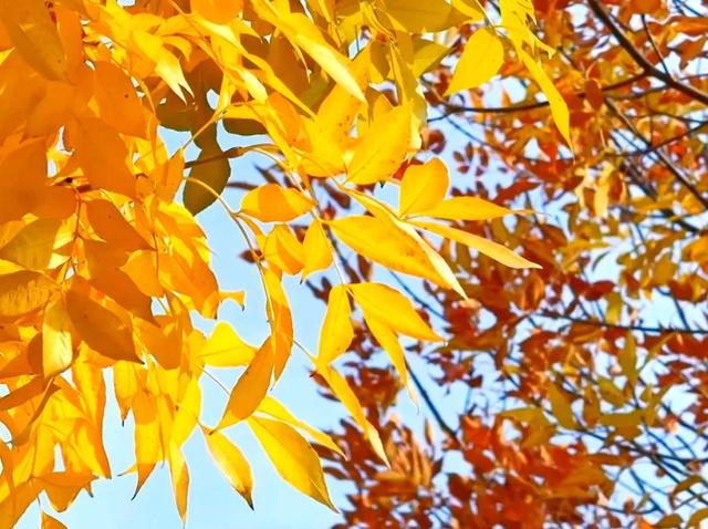 私藏推荐!潍城这片白蜡美到峰值......