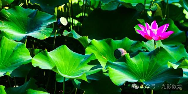 早晚凉风习习,敦煌党河风情线赏荷浪漫且惬意