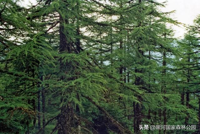 山林间邂逅最美的季节交替 | 四大景区,各具风韵,一步一诗境