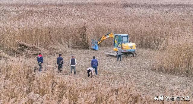气温骤降8℃，「雪」要来了！在淄博，邂逅一场白色浪漫→