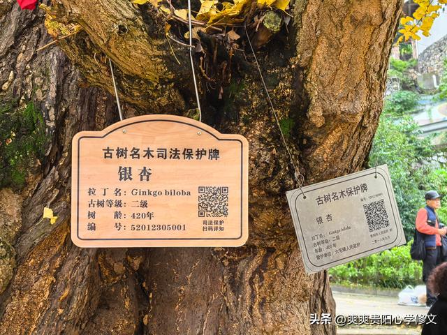 古村金叶醉游人 修文大木村古银杏群落初冬展韵