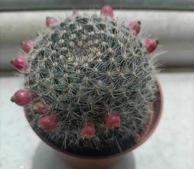 北京一老太太，因“室内仙人球”而走红，那叫一个治愈，真高级