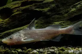 江团和鲶鱼一样吗？从每斤300元跌到每斤30元，波动为何这么大？图片