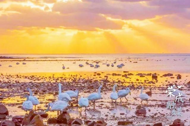 冬游威海 | “鹅”在这儿呢！