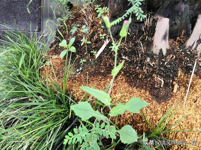 广州南沙温暖湿润，一棵树上有九种植物寄生，格局真大