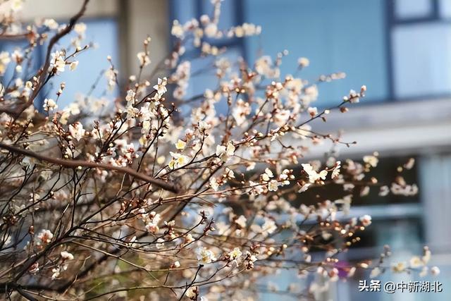 提前一月，洪山多个赏梅点位“梅”景开启！