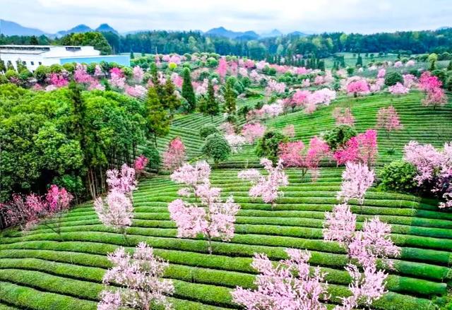 悦遵义·赴春约｜2026遵义春季主题游“1+4+N”玩法全攻略，承包你一整个春天的浪漫