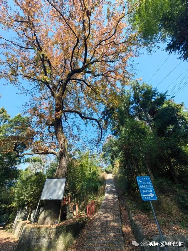 温州这两条知名红枫古道已经红啦！周末是最佳观赏期，不要错过！