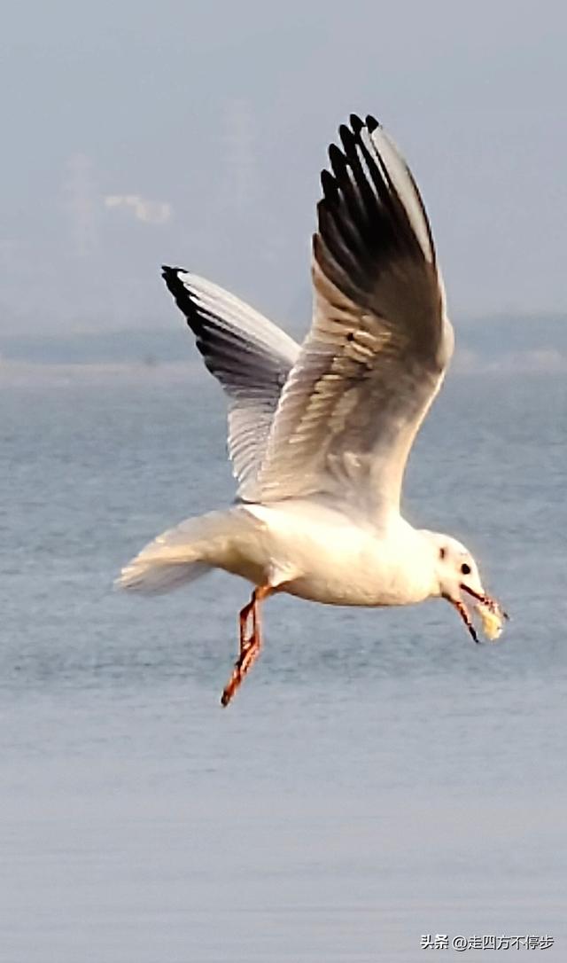 深圳湾观鸟：海舞鸟歌映盛世