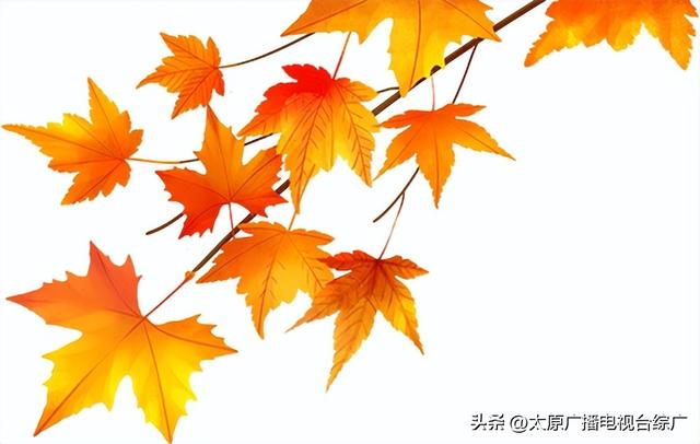 秋日赏枫：双塔公园五角枫染红秋意