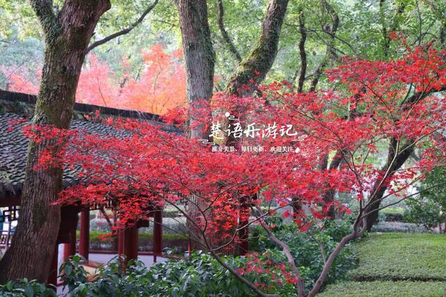 浙江绍兴这片风景真的太美了，五彩枫树犹如天然油画，拍照太出片