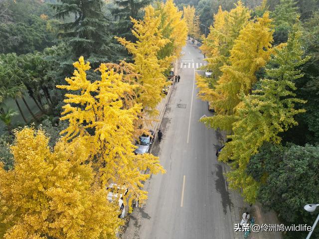 成都徒步（71）·昭觉寺银杏&升仙湖水杉