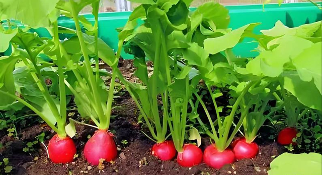 8种寒露过后适合种植的瓜果蔬菜，盆栽、地栽都能种，种有几种？