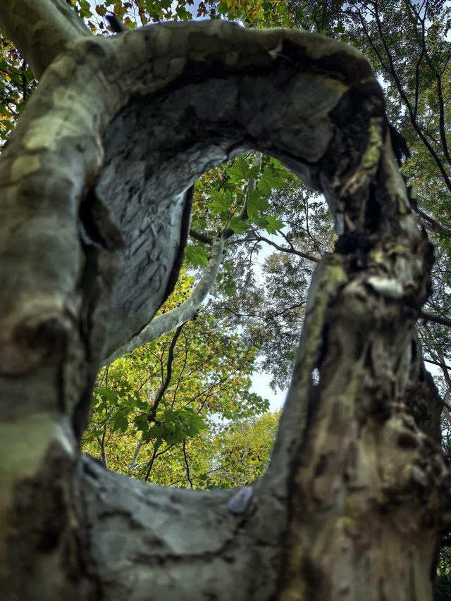 发现一片秋游宝地——紫金山下梧桐大道