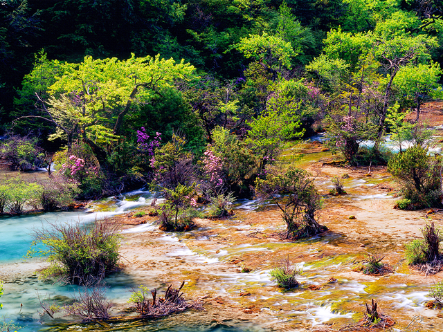 【美丽四川】水景之最：九寨沟的瀑布滩流