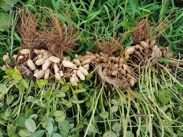 从化冬季户外 田园野趣农耕一日游 拔花生砍甘蔗挖红薯做竹筒饭