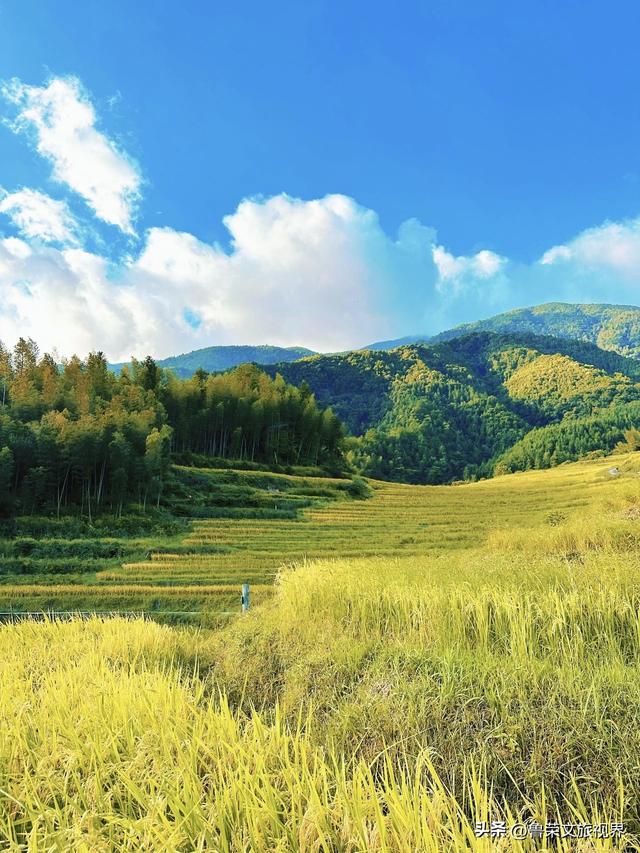 欧家梯田：秋日稻浪里的金色狂欢