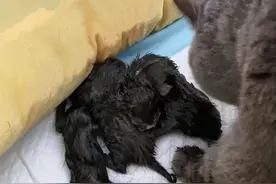 猫咪难产不要慌，我来教你怎么办图片