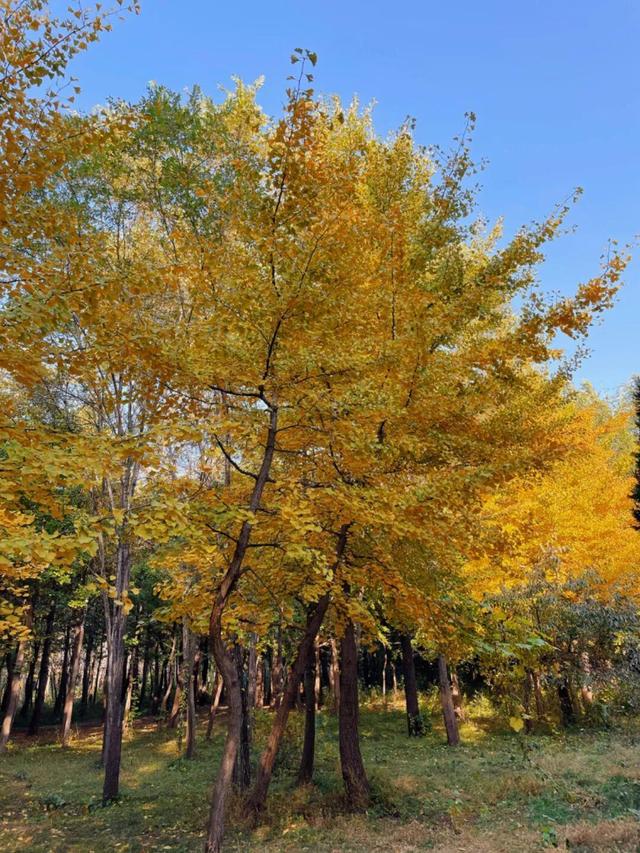 秋景如画！沈阳赏秋地图发布→