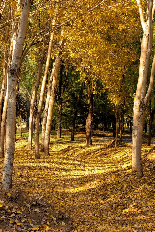 北京秋天金黄色的秘境公园，不收费的东坝郊野，已美成金色海洋