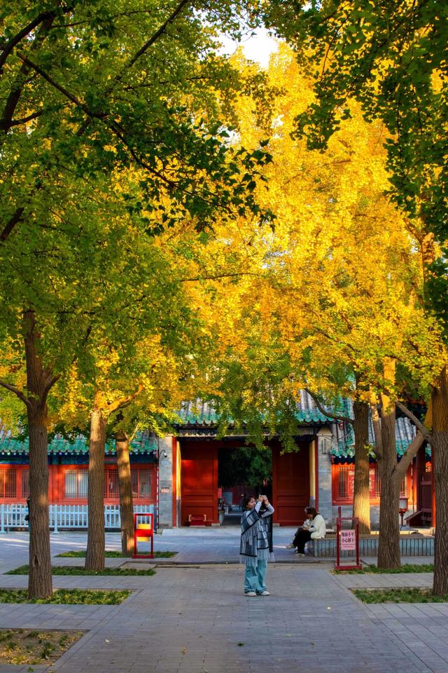 北京最爱的秋日清幽之地，曾经最高学府国子监，金黄的银杏美爆了