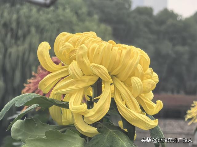 武进新天地公园菊花展 乡村田园风 今年又不同