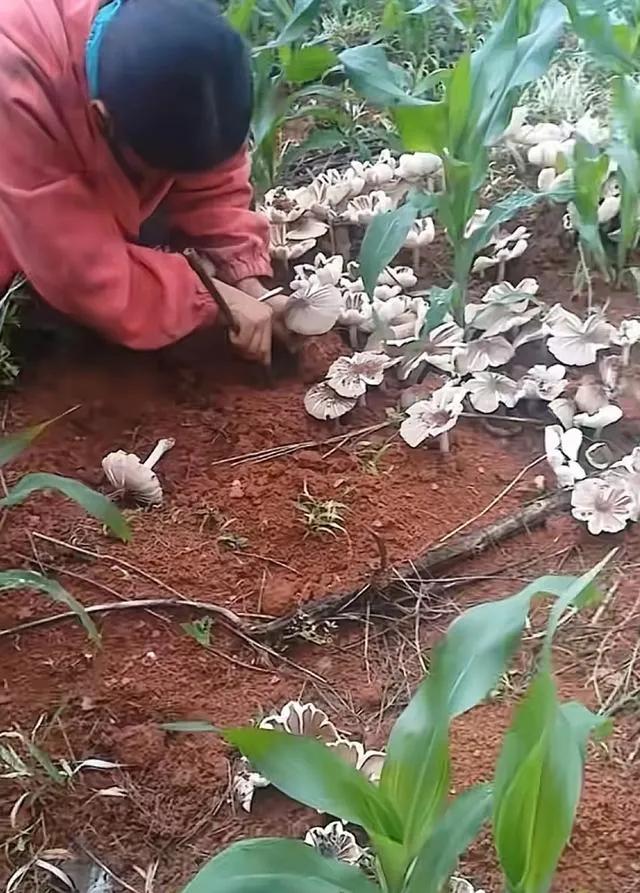 云南玉溪一女子发现玉米地里发现大量鸡枞菌，场面状观！