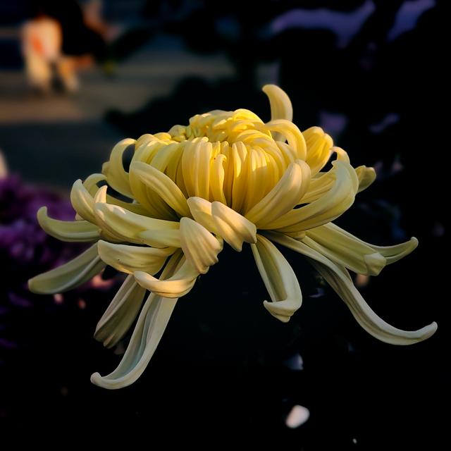 武汉动物园金秋菊展集锦