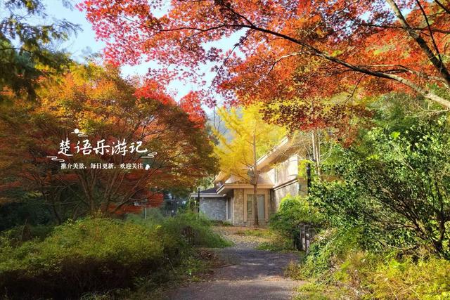 宁波这个丛林秘湖又火了，银杏与红枫美成油画，很适合拍照与休闲